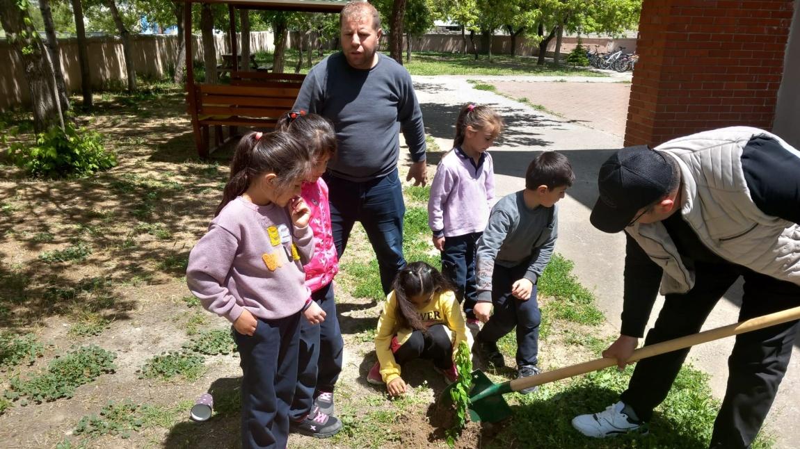 1- A Sınıfı Öğrencileri Meyve Ağaçları Diktiler.